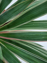 Bild von Palmlilie 'Silber Bunt' im Onlineshop von Bohlken Pflanzenversand GbR