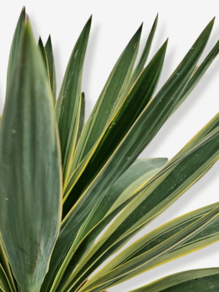 Jetzt Palmlilie 'Variegata' online kaufen bei Bohlken Pflanzenversand –  Bohlken Pflanzenversand GbR