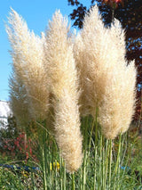 Bild von Pampasgras 'Citaro' im Onlineshop von Bohlken Pflanzenversand GbR