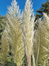 Bild von Pampasgras 'Citaro' im Onlineshop von Bohlken Pflanzenversand GbR