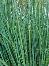 Bild von Pampasgras 'Citaro' im Onlineshop von Bohlken Pflanzenversand GbR