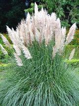 Bild von Pampasgras 'Citaro' im Onlineshop von Bohlken Pflanzenversand GbR