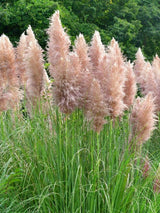 Bild von Pampasgras 'Pink Feather' im Onlineshop von Bohlken Pflanzenversand GbR