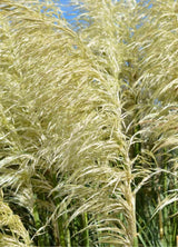 Bild von Pampasgras 'Silver Comet' im Onlineshop von Bohlken Pflanzenversand GbR