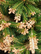 Artikelbild Kegel-Fichte 'Ohlendorffii' im Online-Shop der Bohlken Baumschulen