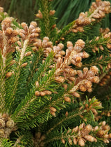 Artikelbild Kegel-Fichte 'Ohlendorffii' im Online-Shop der Bohlken Baumschulen