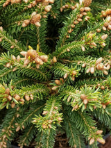 Artikelbild Kegel-Fichte 'Ohlendorffii' im Online-Shop der Bohlken Baumschulen