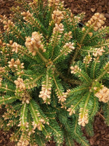 Artikelbild Kegel-Fichte 'Ohlendorffii' im Online-Shop der Bohlken Baumschulen