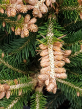 Artikelbild Kegel-Fichte 'Ohlendorffii' im Online-Shop der Bohlken Baumschulen