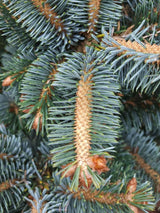 Artikelbild Zwerg-Sitkafichte 'Silberzwerg' im Online-Shop der Bohlken Baumschulen