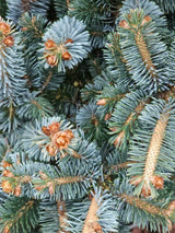 Artikelbild Zwerg-Sitkafichte 'Silberzwerg' im Online-Shop der Bohlken Baumschulen