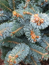 Artikelbild Zwerg-Sitkafichte 'Silberzwerg' im Online-Shop der Bohlken Baumschulen