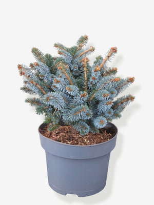 Artikelbild Zwerg-Sitkafichte 'Silberzwerg' für die Variante 25/30cm Durchmesser im 5Liter-Topf im Online-Shop der Bohlken Baumschulen