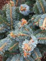 Artikelbild Zwerg-Sitkafichte 'Silberzwerg' im Online-Shop der Bohlken Baumschulen