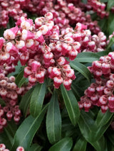 Schattenglöckchen, Pieris japonica 'Passion' ® kaufen im Online-Shop der Bohlken Baumschulen