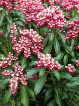 Schattenglöckchen, Pieris japonica 'Passion' ® kaufen im Online-Shop der Bohlken Baumschulen
