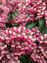 Schattenglöckchen, Pieris japonica 'Passion' ® kaufen im Online-Shop der Bohlken Baumschulen