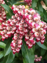 Schattenglöckchen, Pieris japonica 'Passion' ® kaufen im Online-Shop der Bohlken Baumschulen