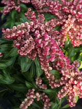 Schattenglöckchen, Pieris japonica 'Passion' ® kaufen im Online-Shop der Bohlken Baumschulen