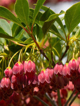 Bild von Prachtglocke 'Red Bells' im Onlineshop von Bohlken Pflanzenversand GbR