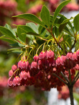 Bild von Prachtglocke 'Red Bells' im Onlineshop von Bohlken Pflanzenversand GbR