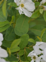 Bild von Prunkspiere 'Snow Mountain' im Onlineshop von Bohlken Pflanzenversand GbR