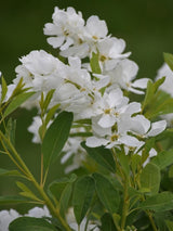 Bild von Prunkspiere 'Snow Mountain' im Onlineshop von Bohlken Pflanzenversand GbR