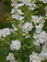 Bild von Prunkspiere 'Snow Mountain' im Onlineshop von Bohlken Pflanzenversand GbR