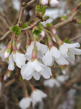 Artikelbild für Geschlitzte Kirsche 'Kojou-no-mai' im Online-Shop der Bohlken Baumschulen