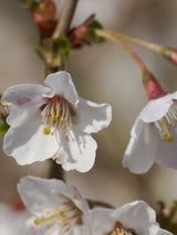 Artikelbild für Geschlitzte Kirsche 'Kojou-no-mai' im Online-Shop der Bohlken Baumschulen