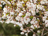 Artikelbild für Geschlitzte Kirsche 'Kojou-no-mai' im Online-Shop der Bohlken Baumschulen