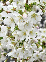 Artikelbild Kurilenkirsche 'Brillant' im Online-Shop der Bohlken Baumschulen