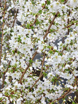 Artikelbild Kurilenkirsche 'Brillant' im Online-Shop der Bohlken Baumschulen