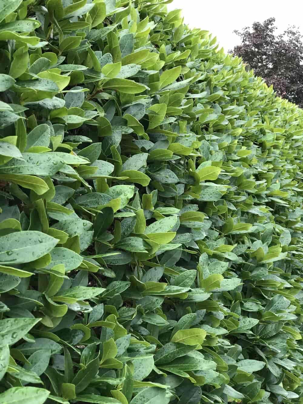 rhododendron baum kaufen Jetzt Rhododendron Alpenrose Hecke rosa online kaufen bei Bohlken  Pflanzenversand – Bohlken Pflanzenversand GbR
