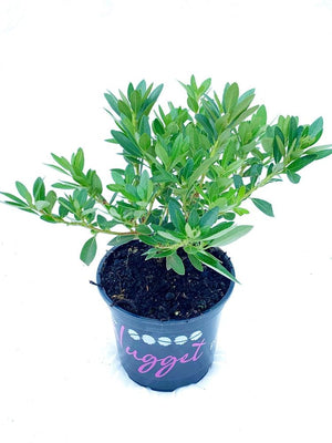 Bild von Rhododendron 'Bloombux' ® im Onlineshop von Bohlken Pflanzenversand GbR