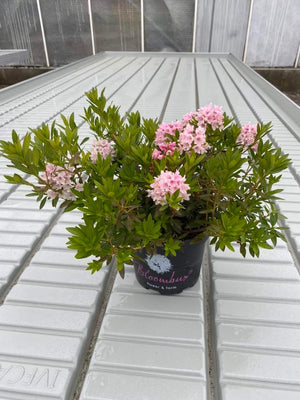 Bild von Rhododendron 'Bloombux' ® im Onlineshop von Bohlken Pflanzenversand GbR