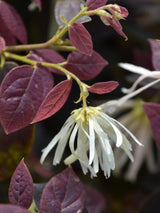 Bild von Riemenblüte 'Ruby Snow' ® im Onlineshop von Bohlken Pflanzenversand GbR