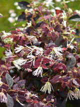 Bild von Riemenblüte 'Ruby Snow' ® im Onlineshop von Bohlken Pflanzenversand GbR