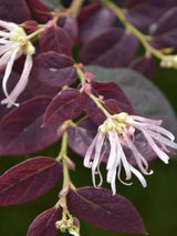 Bild von Riemenblüte 'Ruby Snow' ® im Onlineshop von Bohlken Pflanzenversand GbR