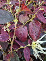 Bild von Riemenblüte 'Ruby Snow' ® im Onlineshop von Bohlken Pflanzenversand GbR