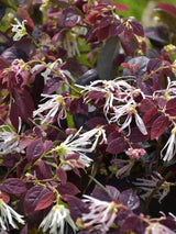 Bild von Riemenblüte 'Ruby Snow' ® im Onlineshop von Bohlken Pflanzenversand GbR