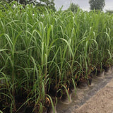 Bild von Riesen Chinaschilf 'Aksel Olsen' im Onlineshop von Bohlken Pflanzenversand GbR