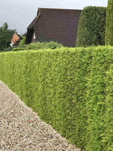 Bild von Riesen-Lebensbaum 'Aurescens' im Onlineshop von Bohlken Pflanzenversand GbR