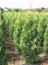 Bild von Riesen-Lebensbaum 'Aurescens' im Onlineshop von Bohlken Pflanzenversand GbR