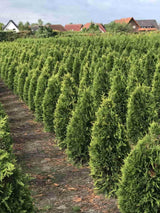 Bild von Riesen-Lebensbaum 'Aurescens' im Onlineshop von Bohlken Pflanzenversand GbR