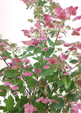 Bild von Rispen Hortensie 'Early Sensation'® im Onlineshop von Bohlken Pflanzenversand GbR