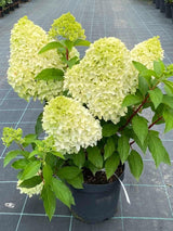 Bild von Rispen Hortensie 'Little Fresco'® im Onlineshop von Bohlken Pflanzenversand GbR