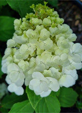 Bild von Rispen Hortensie 'Mont Blanc'® im Onlineshop von Bohlken Pflanzenversand GbR