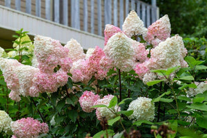 Bild von Rispen Hortensie 'Vanille Fraise'® im Onlineshop von Bohlken Pflanzenversand GbR