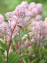 Bild von Rosa Säckelblume 'Marie Simone' im Onlineshop von Bohlken Pflanzenversand GbR